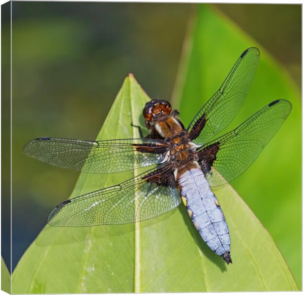 Resting Broad-bodied Chaser Dragonfly portrait Canvas Print by Ian Duffield