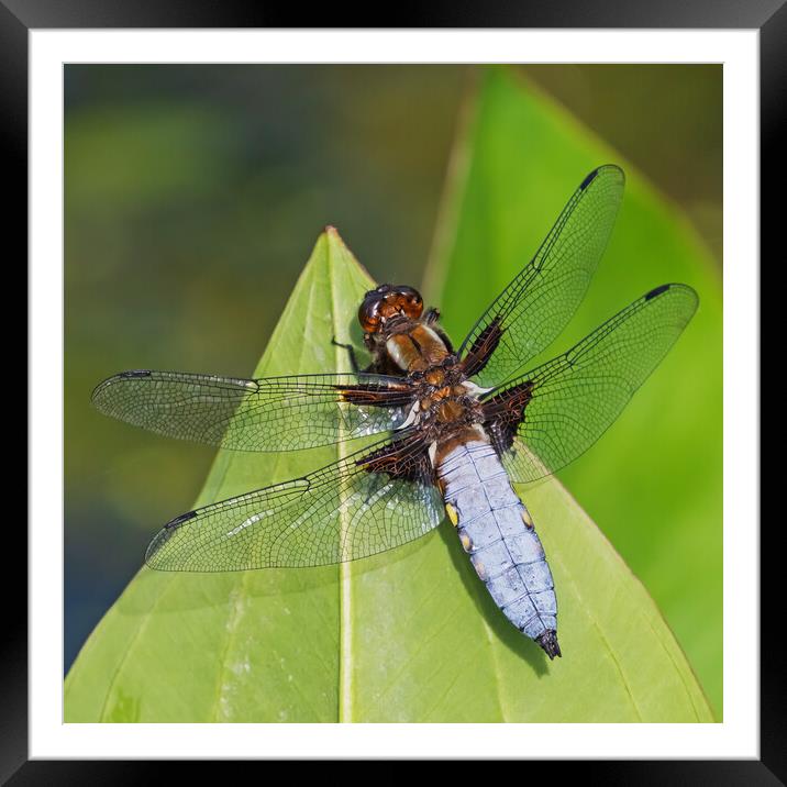 Resting Broad-bodied Chaser Dragonfly portrait Framed Mounted Print by Ian Duffield