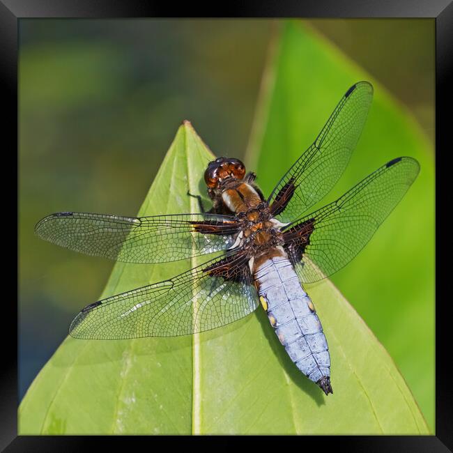 Resting Broad-bodied Chaser Dragonfly portrait Framed Print by Ian Duffield