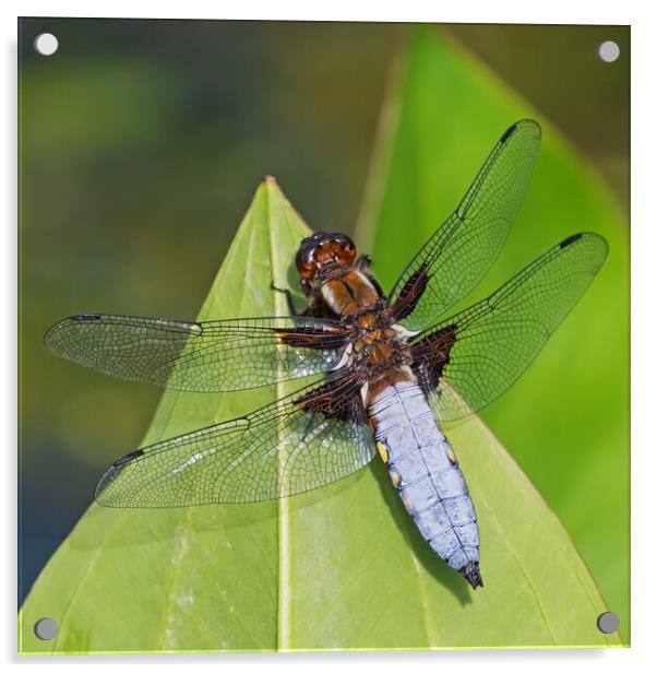 Resting Broad-bodied Chaser Dragonfly portrait Acrylic by Ian Duffield