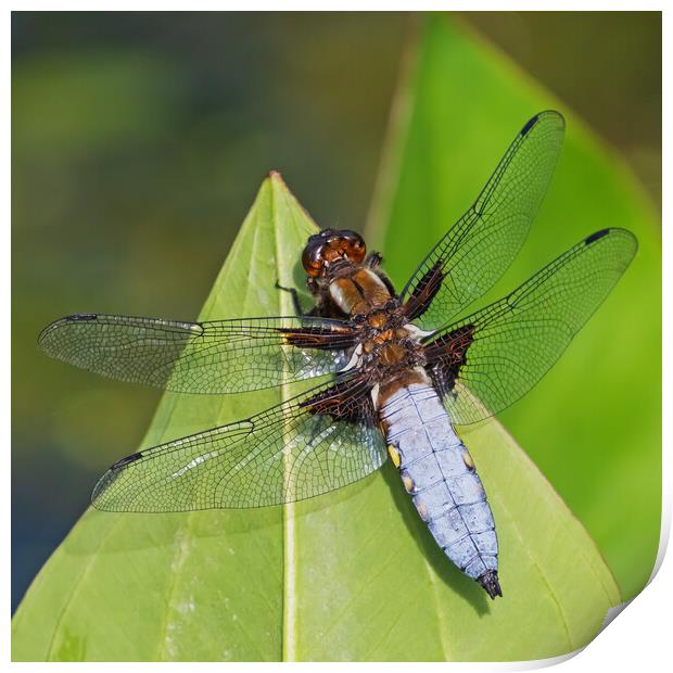 Resting Broad-bodied Chaser Dragonfly portrait Print by Ian Duffield