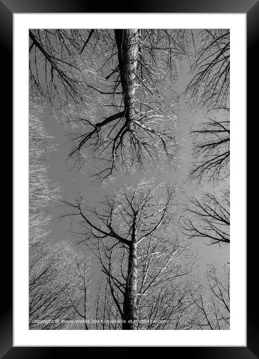 Looking up Framed Mounted Print by Kevin Wailes