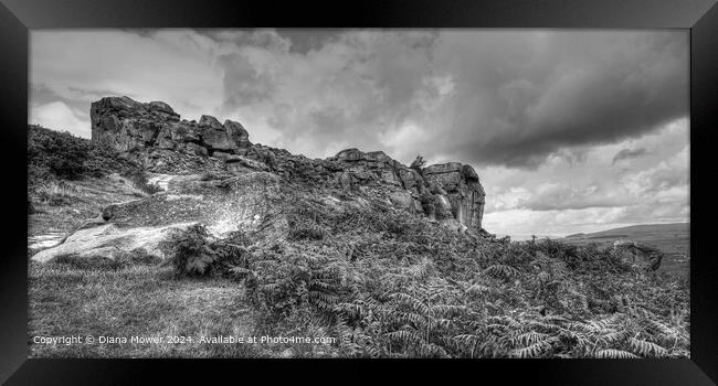 The Cow and Calf  Rocks Ilkley Moor Framed Print by Diana Mower