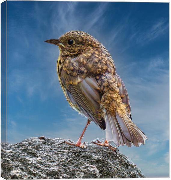 baby robin changing feathers Canvas Print by chris hyde