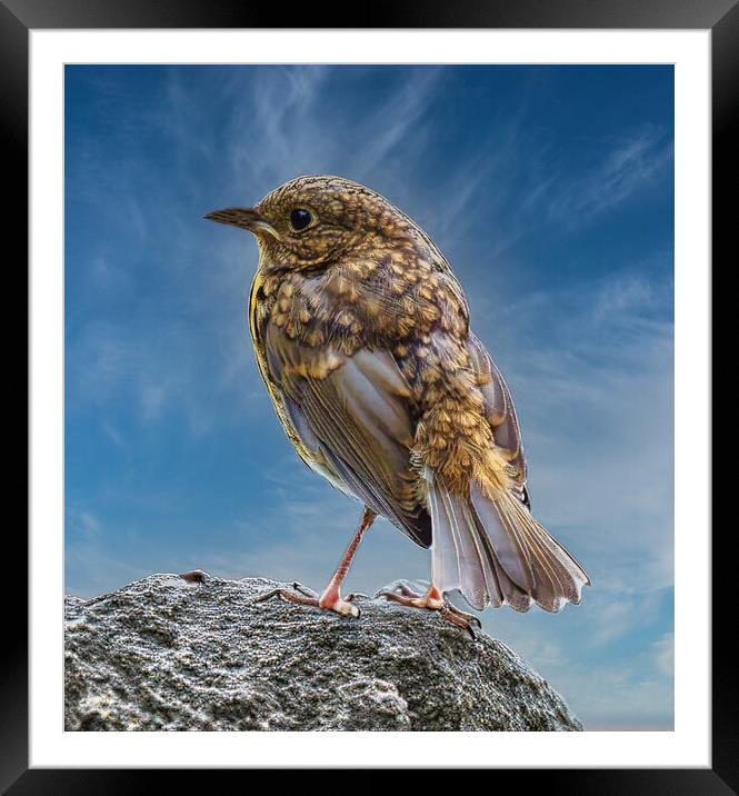 baby robin changing feathers Framed Mounted Print by chris hyde