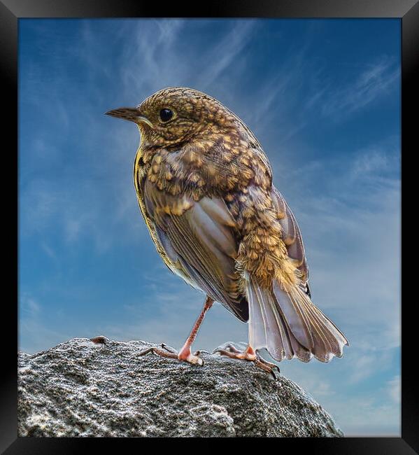 baby robin changing feathers Framed Print by chris hyde