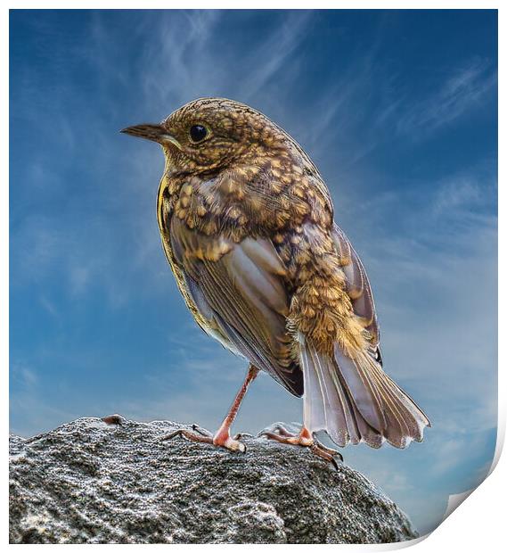 baby robin changing feathers Print by chris hyde