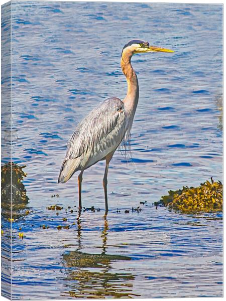  A Blue Heron Fishing Canvas Print by chris hyde