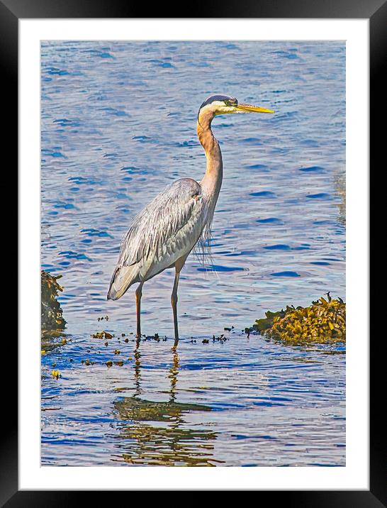  A Blue Heron Fishing Framed Mounted Print by chris hyde