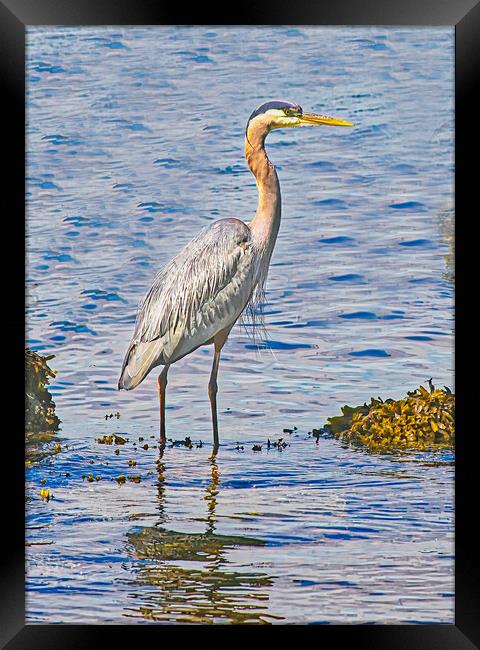  A Blue Heron Fishing Framed Print by chris hyde