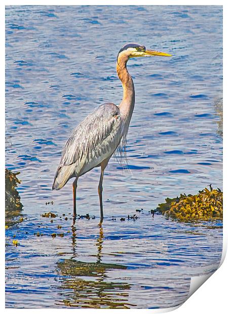  A Blue Heron Fishing Print by chris hyde