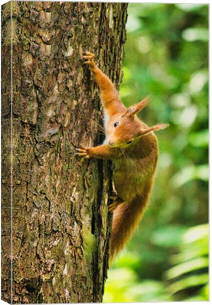 Red Squirrel Climbing Tree Canvas Print by chris hyde