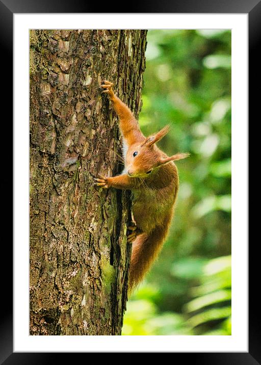 Red Squirrel Climbing Tree Framed Mounted Print by chris hyde