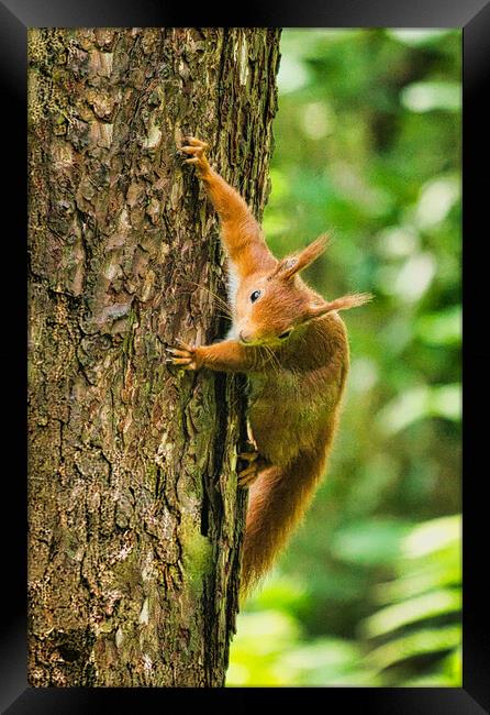 Red Squirrel Climbing Tree Framed Print by chris hyde