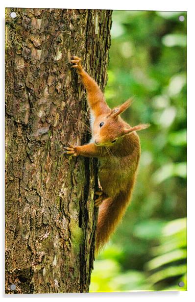 Red Squirrel Climbing Tree Acrylic by chris hyde