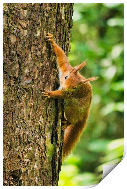 Red Squirrel Climbing Tree Print by chris hyde