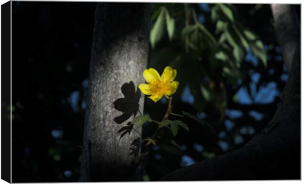 Solitary Buttercup: A Final Glimpse of Daylight Canvas Print by Silas Smedley