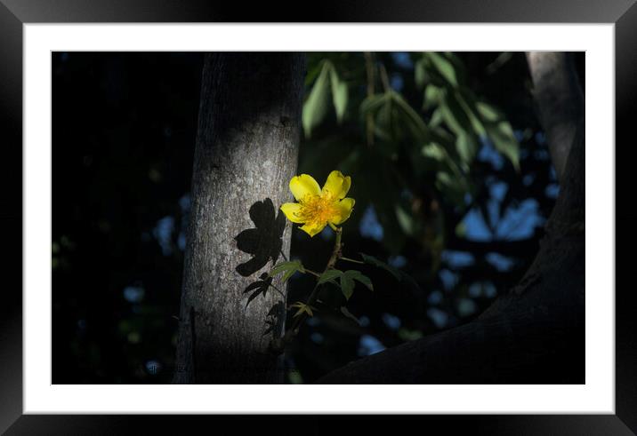 Solitary Buttercup: A Final Glimpse of Daylight Framed Mounted Print by Silas Smedley