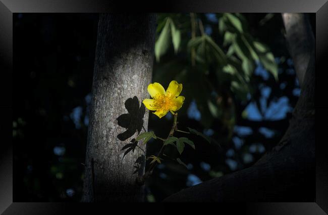 Solitary Buttercup: A Final Glimpse of Daylight Framed Print by Silas Smedley