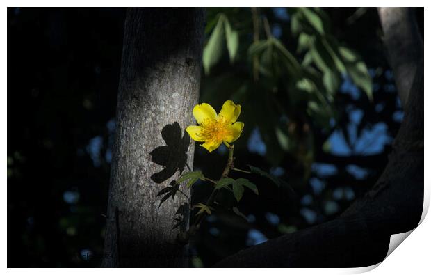 Solitary Buttercup: A Final Glimpse of Daylight Print by Silas Smedley