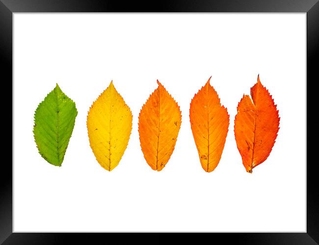Fade to autumn Framed Print by Kevin Wailes