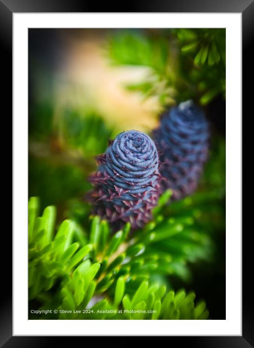 Conifer flower Framed Mounted Print by Steve Lee