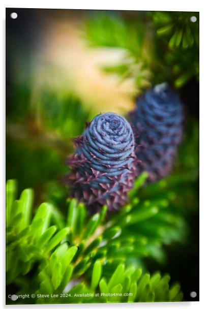 Conifer flower Acrylic by Steve Lee