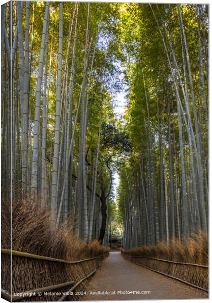 Mighty Arashiyama bamboo forest Canvas Print by Melanie Viola