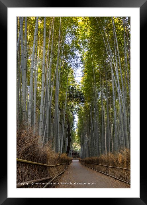 Mighty Arashiyama bamboo forest Framed Mounted Print by Melanie Viola