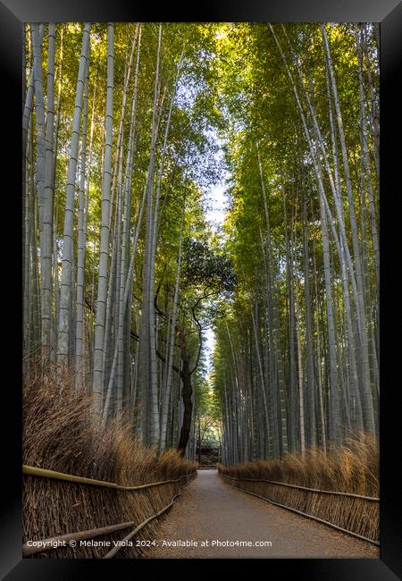 Mighty Arashiyama bamboo forest Framed Print by Melanie Viola