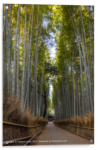 Mighty Arashiyama bamboo forest Acrylic by Melanie Viola