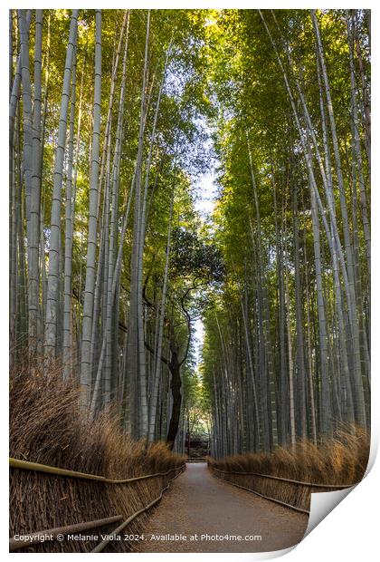 Mighty Arashiyama bamboo forest Print by Melanie Viola