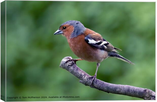Chaffinch Canvas Print by Tom McPherson