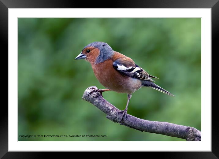 Chaffinch Framed Mounted Print by Tom McPherson