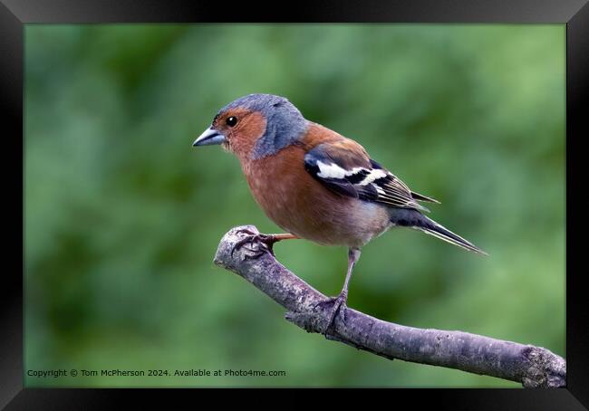 Chaffinch Framed Print by Tom McPherson