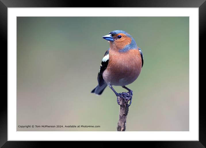 Chaffinch Framed Mounted Print by Tom McPherson