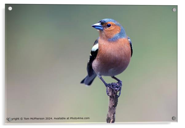 Chaffinch Acrylic by Tom McPherson
