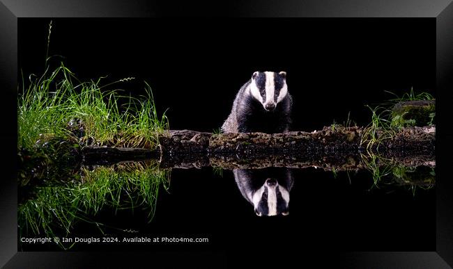 Nocturnal Badger Reflection Framed Print by Ian Douglas