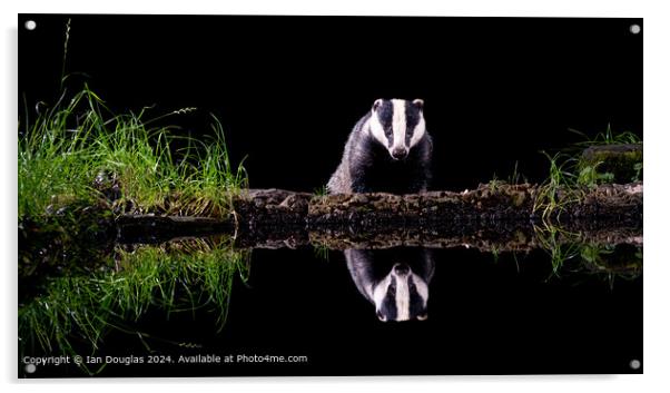 Nocturnal Badger Reflection Acrylic by Ian Douglas