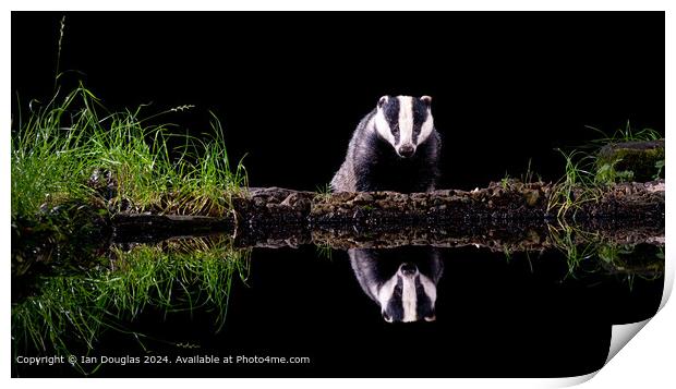Nocturnal Badger Reflection Print by Ian Douglas