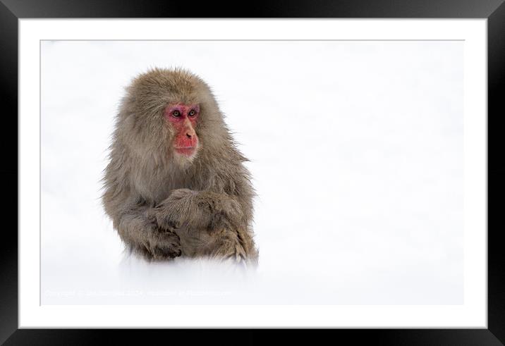 Japanese Macaque Portrait Framed Mounted Print by Ian Douglas