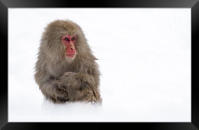 Japanese Macaque Portrait Framed Print by Ian Douglas