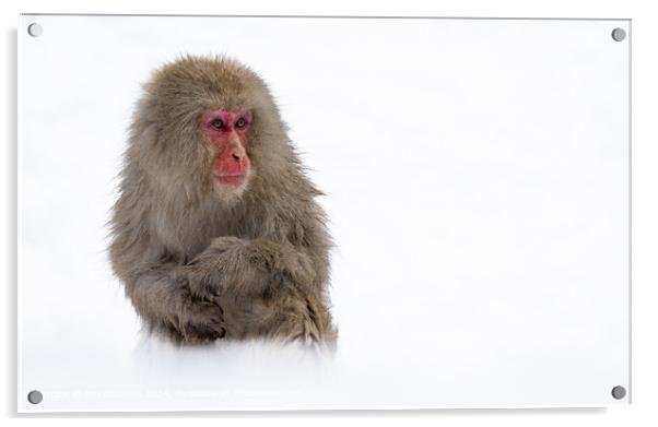 Japanese Macaque Portrait Acrylic by Ian Douglas