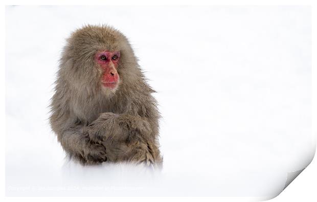 Japanese Macaque Portrait Print by Ian Douglas