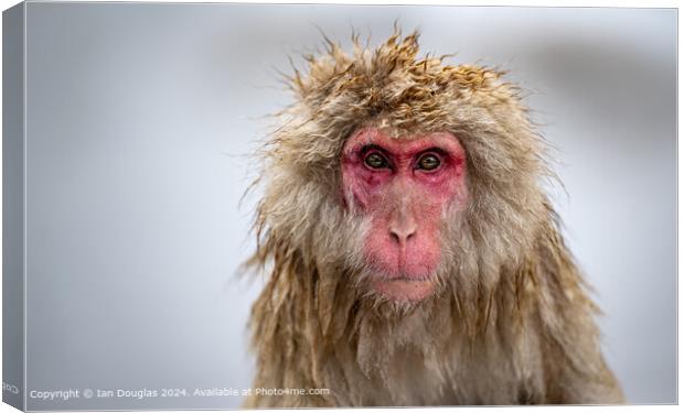 Staring Japanese Macaque Canvas Print by Ian Douglas