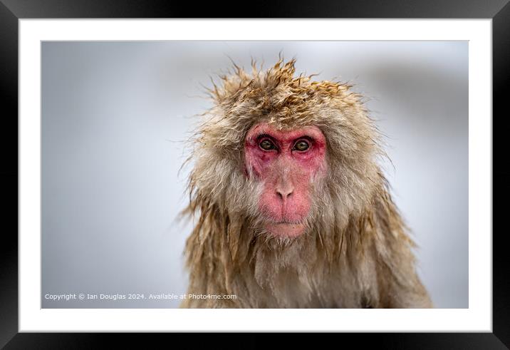 Staring Japanese Macaque Framed Mounted Print by Ian Douglas
