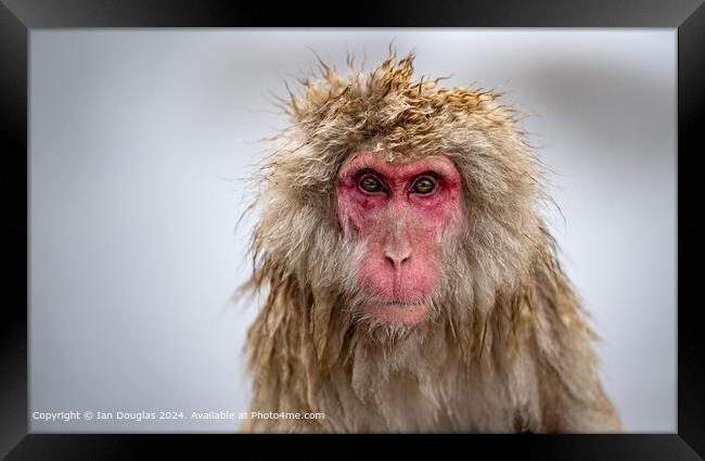 Staring Japanese Macaque Framed Print by Ian Douglas