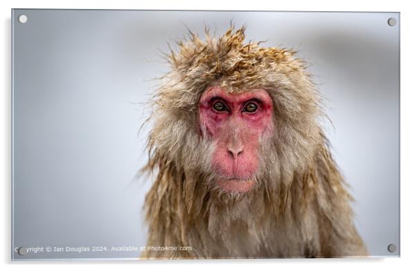 Staring Japanese Macaque Acrylic by Ian Douglas