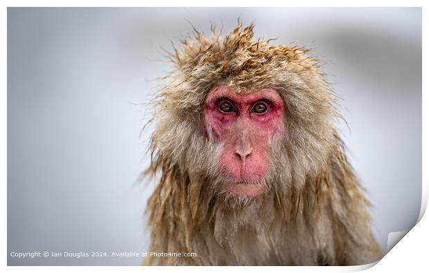 Staring Japanese Macaque Print by Ian Douglas