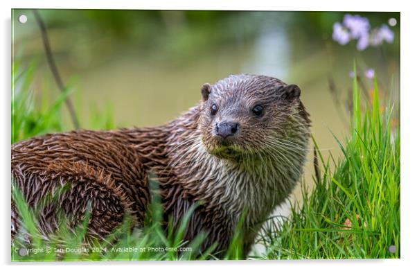 Otter portrat Acrylic by Ian Douglas